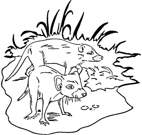 Two Tasmanian Devils Coloring Page